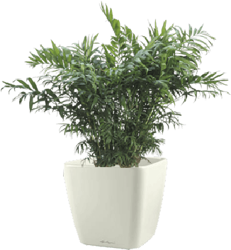 Parlour Palm - Palm (500x500), Png Download