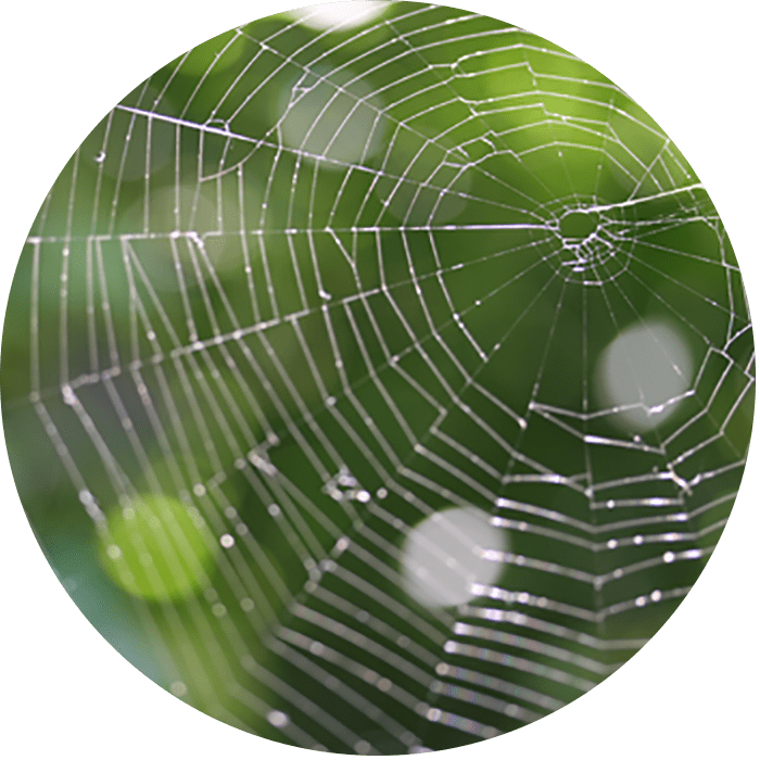 Telaraña - Search Engine Optimization (700x700), Png Download
