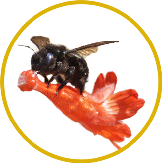 Valley Carpenter Bee, Xylocopa Varipuncta - Fish (350x358), Png Download