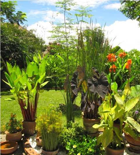 Exotic Chiang Mai, Thailand - Desert Palm (800x533), Png Download