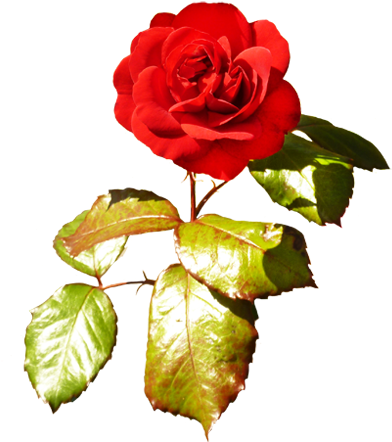 Red Red Valentine Rose, Red Rose With Green Leaves - Clip Art (413x462), Png Download