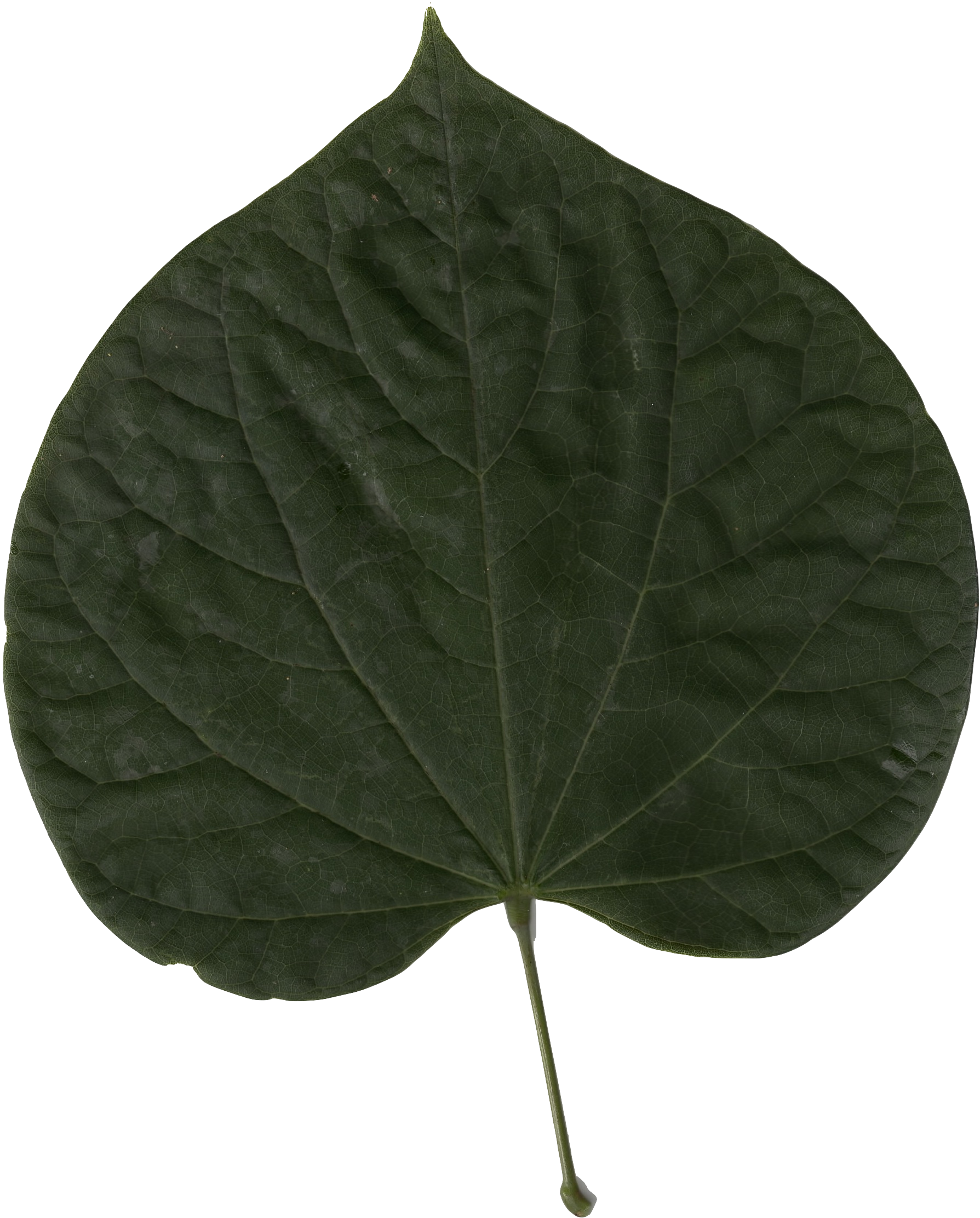Cercis Canadensis Leaf - Cercis Chinensis Hoja (1789x2224), Png Download