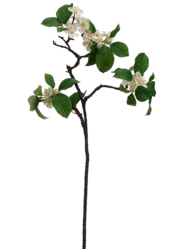 26" Apple Blossom Spray White - Silk Plants Direct Apple Blossom Spray - White - Pack (800x800), Png Download