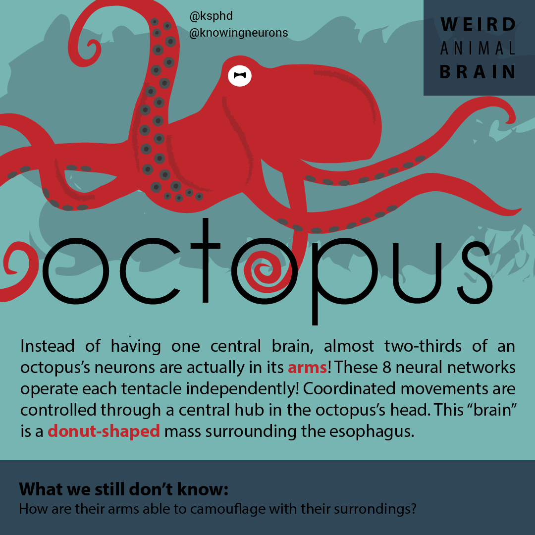 Octopus Kn 01 - Blog (1080x1080), Png Download