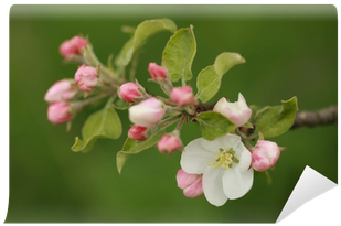 Apple Blossom Wall Mural • Pixers® • We Live To Change - Cherry Blossom (400x400), Png Download