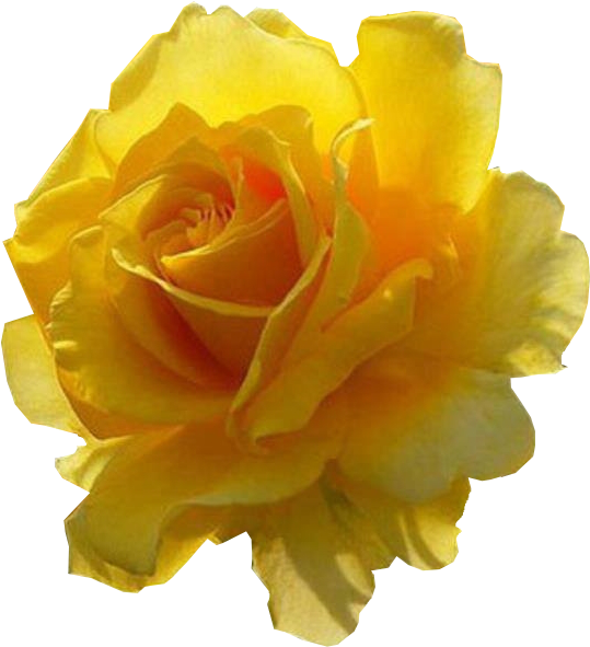 Imagens Pngs De Flores Diversas - Rose (574x616), Png Download