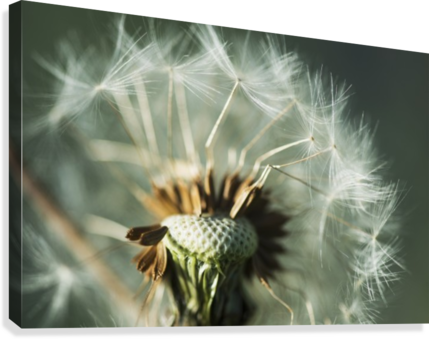 Dandelion Seed Head - Posterazzi Dandelion Seed Head Astoria Oregon United (429x339), Png Download