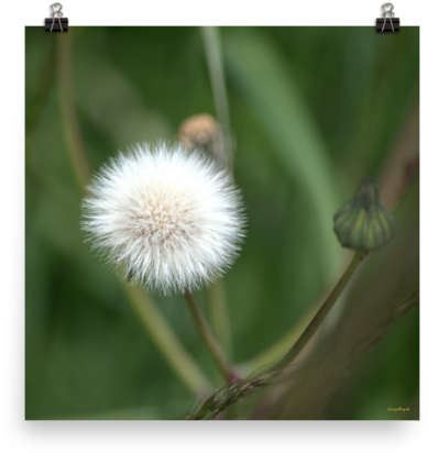 Enhanced Matte Print Dandelion Seeds Sale 10% Off Alexis - Crassocephalum (600x600), Png Download