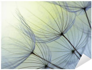 Dandelion Seed Png Download - Dandelion Personal Checks (400x400), Png Download