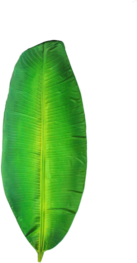 Folha De Bananeira Png - Ensete (640x998), Png Download