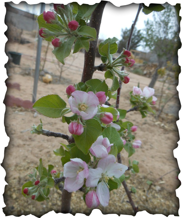 Apple Blossom Cinnamon - Ayungon Nhs (602x721), Png Download