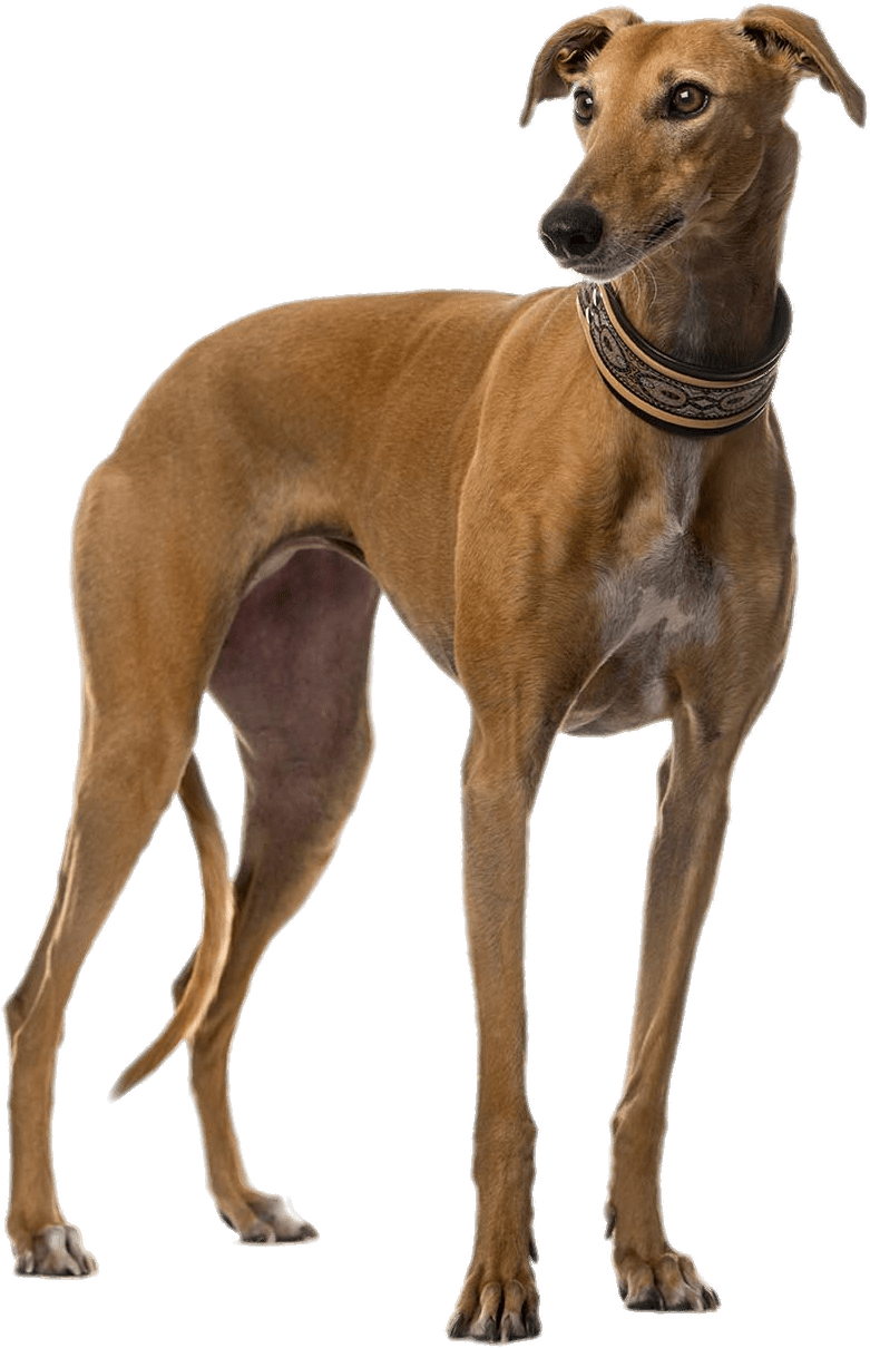 Brown Greyhound - Galgo Png (1255x1356), Png Download