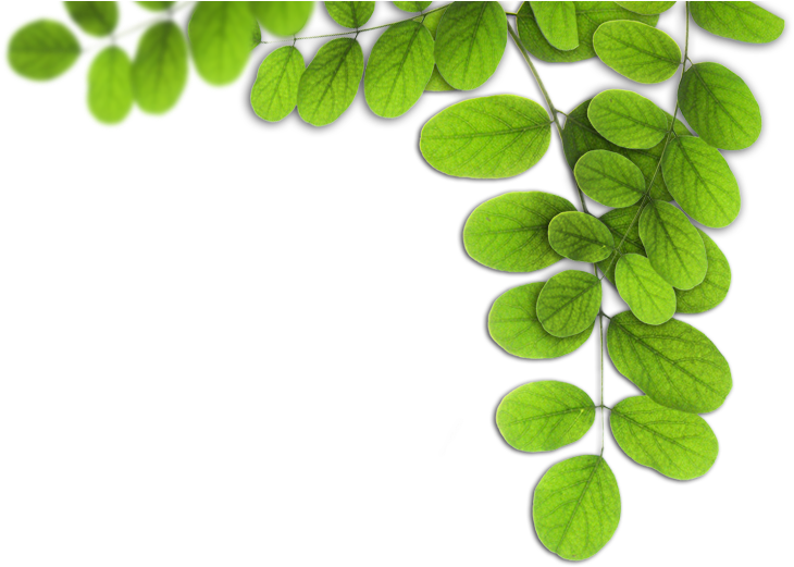 Dimensões 800 × - Folhas Png (800x538), Png Download