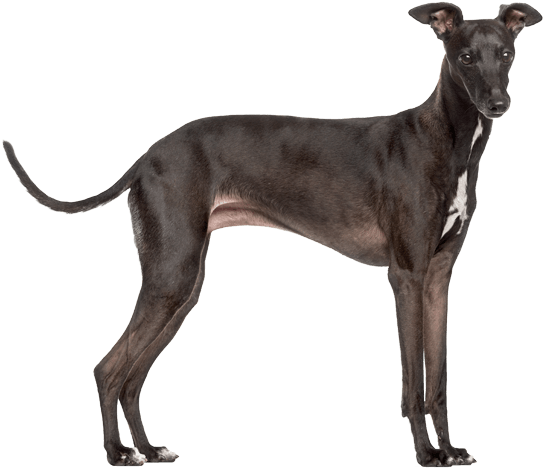 Italian-greyhound - Italian Greyhound Png (567x489), Png Download