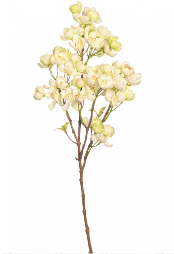 Cherry Blossom (1000x1000), Png Download