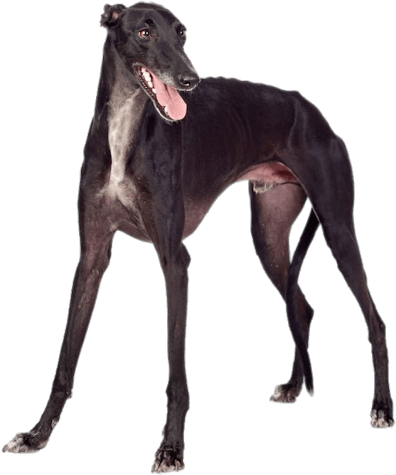 Black Greyhound - Greyhound Image On Metal Pin Badge (750x667), Png Download
