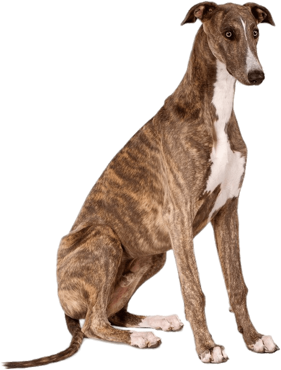 Animals - Greyhound Sitting (700x930), Png Download