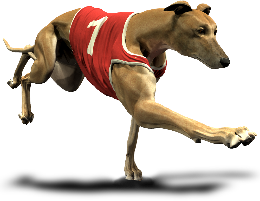 Download Greyhounds - Greyhound Cartoon Transparent Background PNG Image  with No Background 