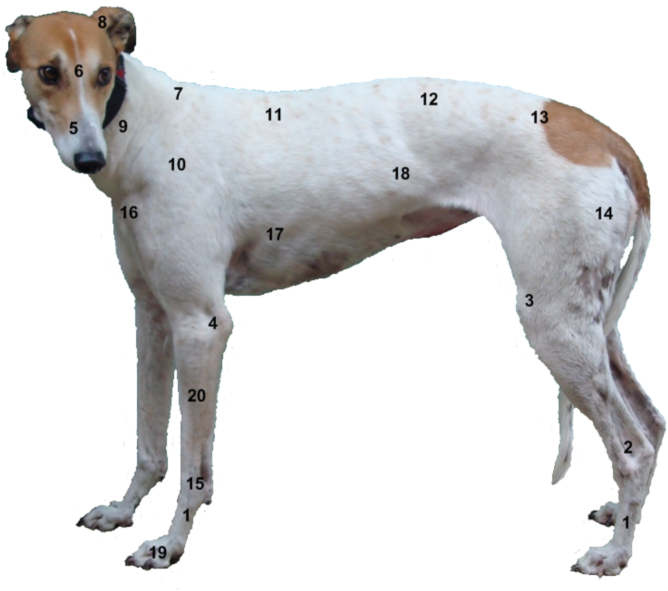Points - Greyhound Leg Anatomy (700x593), Png Download