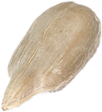 Sunflower Seed Png - Sunflower Seeds Transparent Background (428x560), Png Download