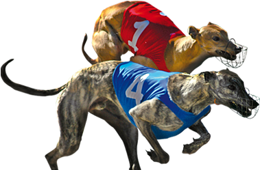 Slide2 - Greyhounds Racing Png (573x260), Png Download