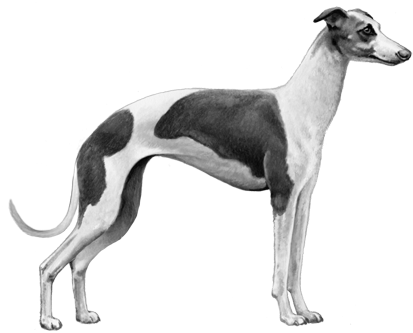 Italian Greyhound - B&w - Italian Greyhound (450x360), Png Download