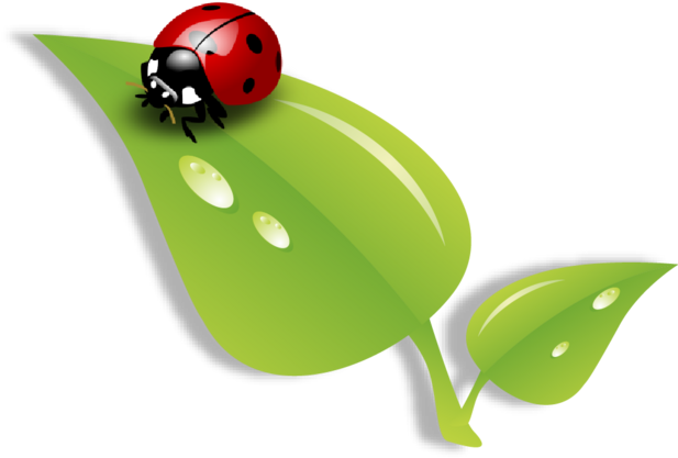 Double Click Here To Add Text - Ladybug (619x457), Png Download