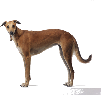 Although Many People Equate Greyhounds With The Racetrack, - Hortaya Borzaya (564x400), Png Download