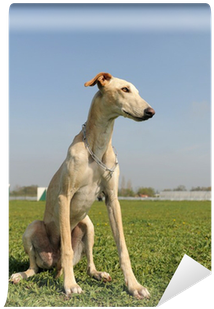 Sighthound (400x400), Png Download