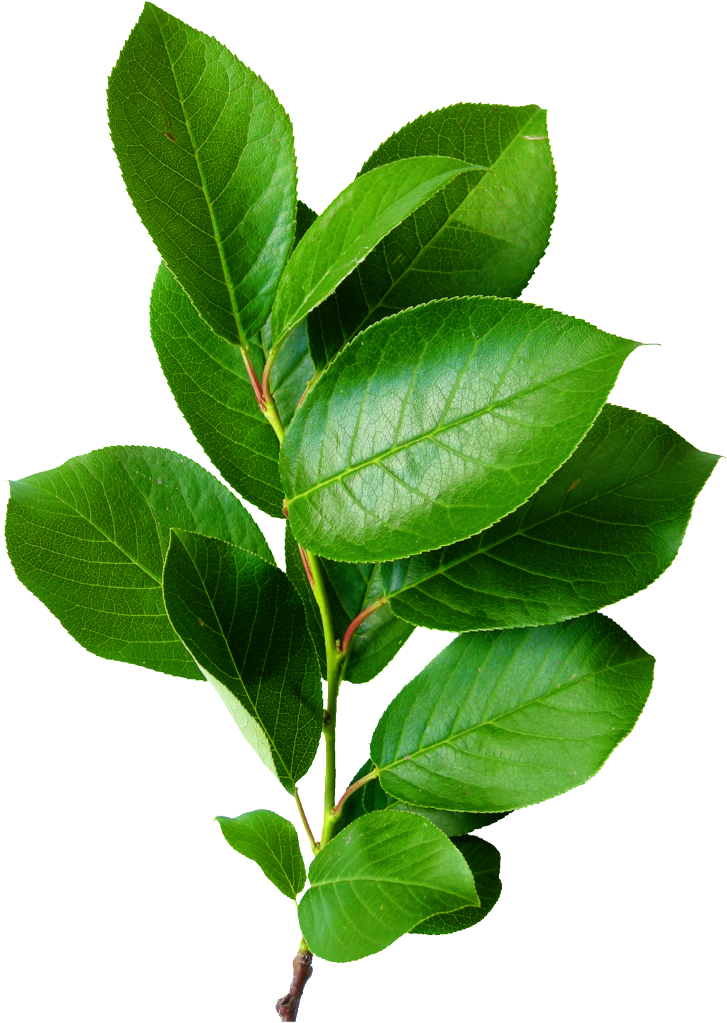 Png Transparente Para Plantas Verduras - Bunch Of Leaves (1024x1441), Png Download