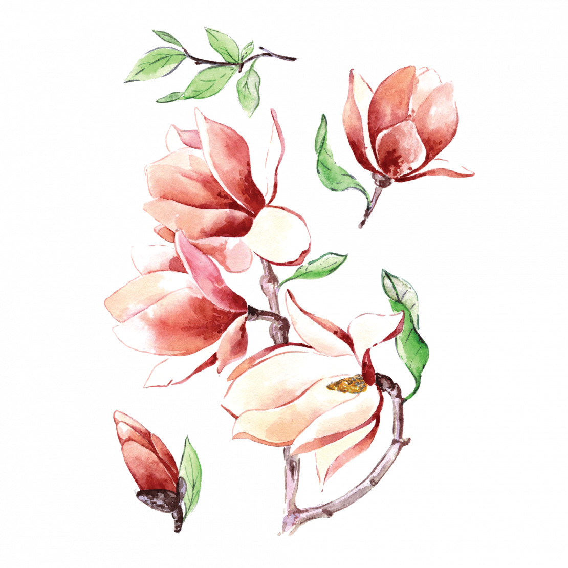 Magnolia (1110x1110), Png Download