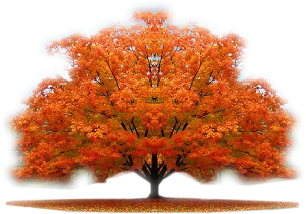 Autumn Trees - Nature Beauty Hd (600x420), Png Download