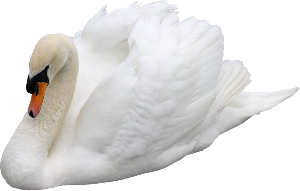 Violin Transparent Png Sticker - Лебедь На Белом Фоне (600x382), Png Download