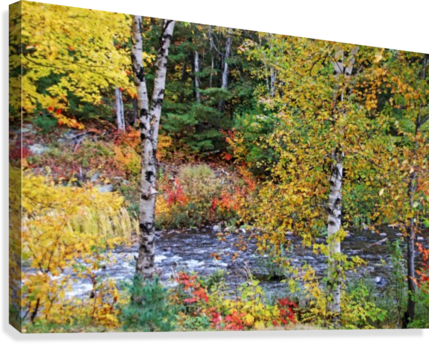 Autumn Birch Trees Canvas Print - Canvas Print (429x344), Png Download
