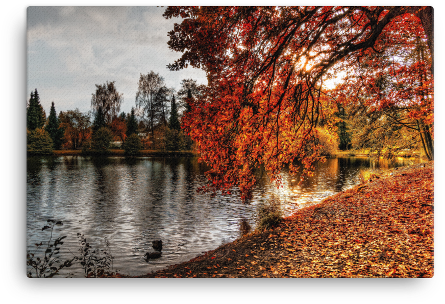 Autumn Trees Branches Hanging Over River - Nature Wallpaper 1920x1080 Autumn Fall (1000x1000), Png Download