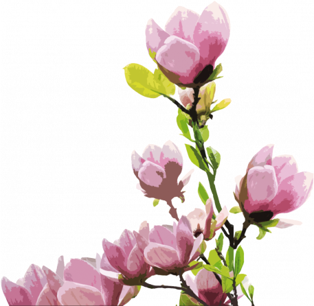 Magnolia 2-embellishment Graphic By Arite Nowak - Magnolia (456x456), Png Download