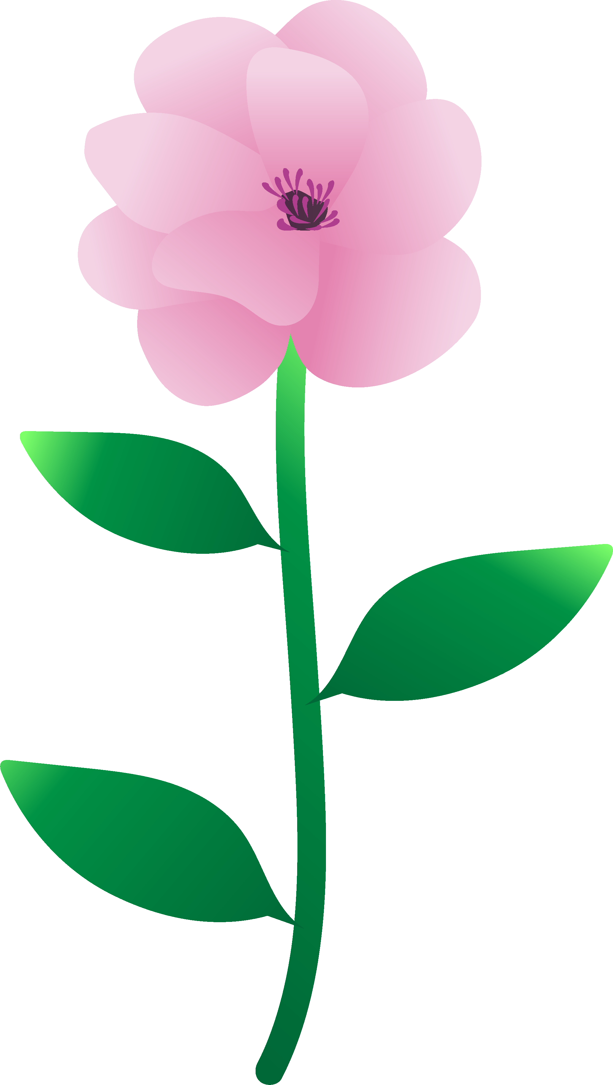 You Created A Magnolia - Common Peony (2065x3652), Png Download