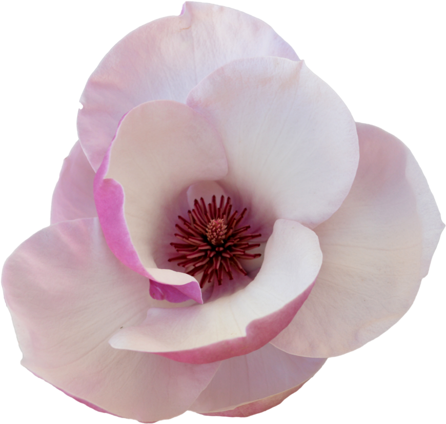 Clipart Resolution 1024*981 - Flower Cut Out Transparent (1024x981), Png Download