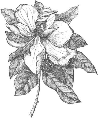 Click And Drag To Re-position The Image, If Desired - Magnolia (560x700), Png Download