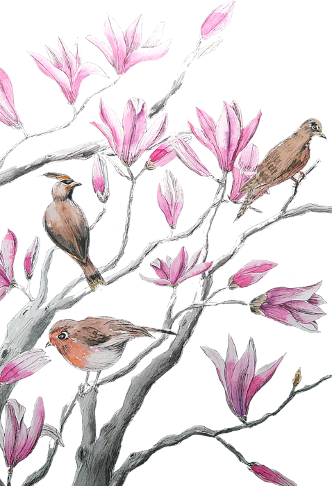 Bleed Area May Not Be Visible - Magnolia (478x700), Png Download
