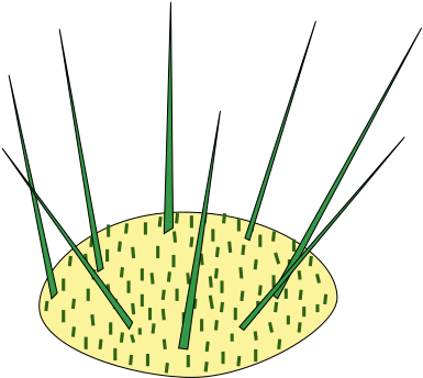 Shoot , Spines (green) And Glochids (also - Areole (440x407), Png Download