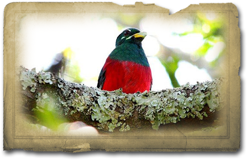 Bird (888x620), Png Download