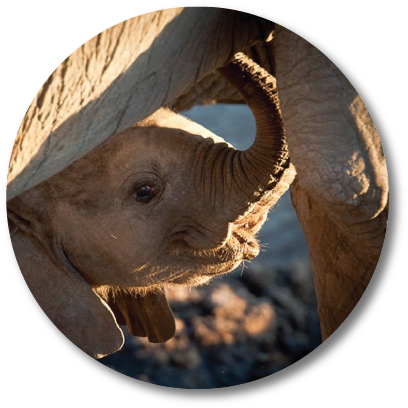 African Elephant (437x436), Png Download