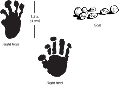 Senegal Bushbaby Tracks - Bush Baby Tracks (484x326), Png Download