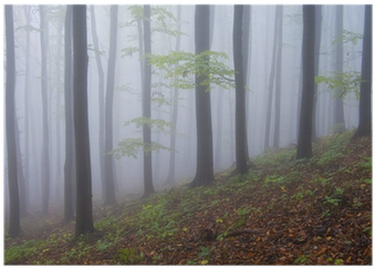 Colorful Forest With Purple Fog In Autumn Poster • - Spruce-fir Forest (400x400), Png Download