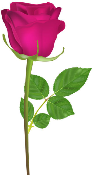 Rose Png - Happy Birthday Rose Gif (321x600), Png Download
