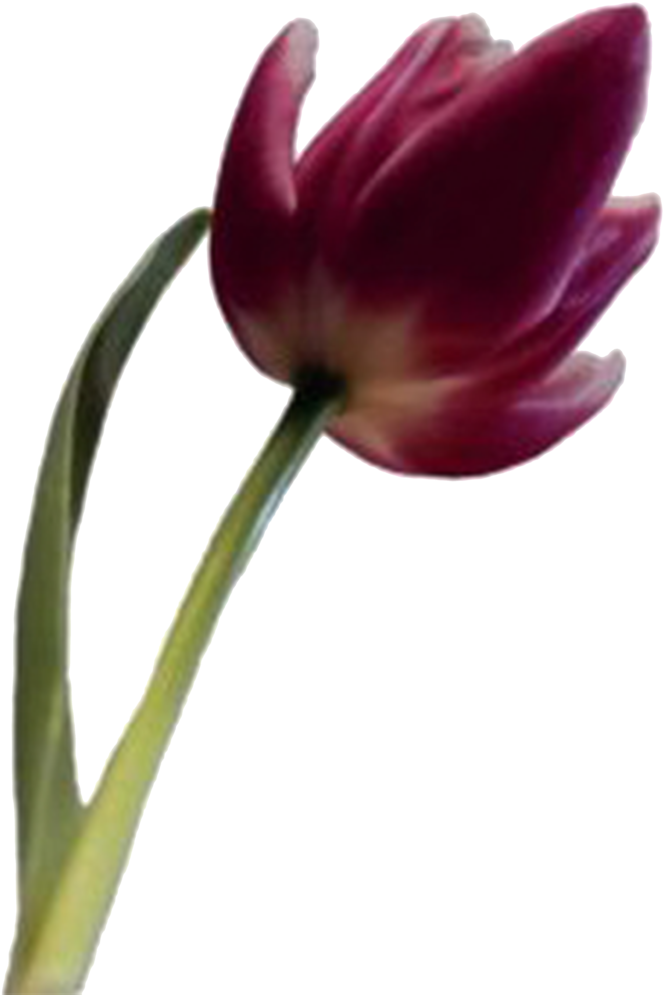 Web Flower Ca - Flower (923x1024), Png Download