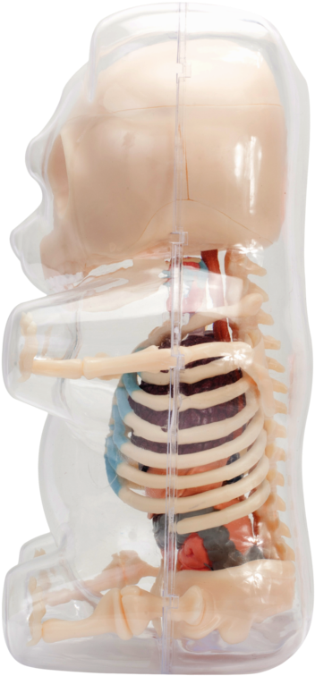 Radiology (800x800), Png Download