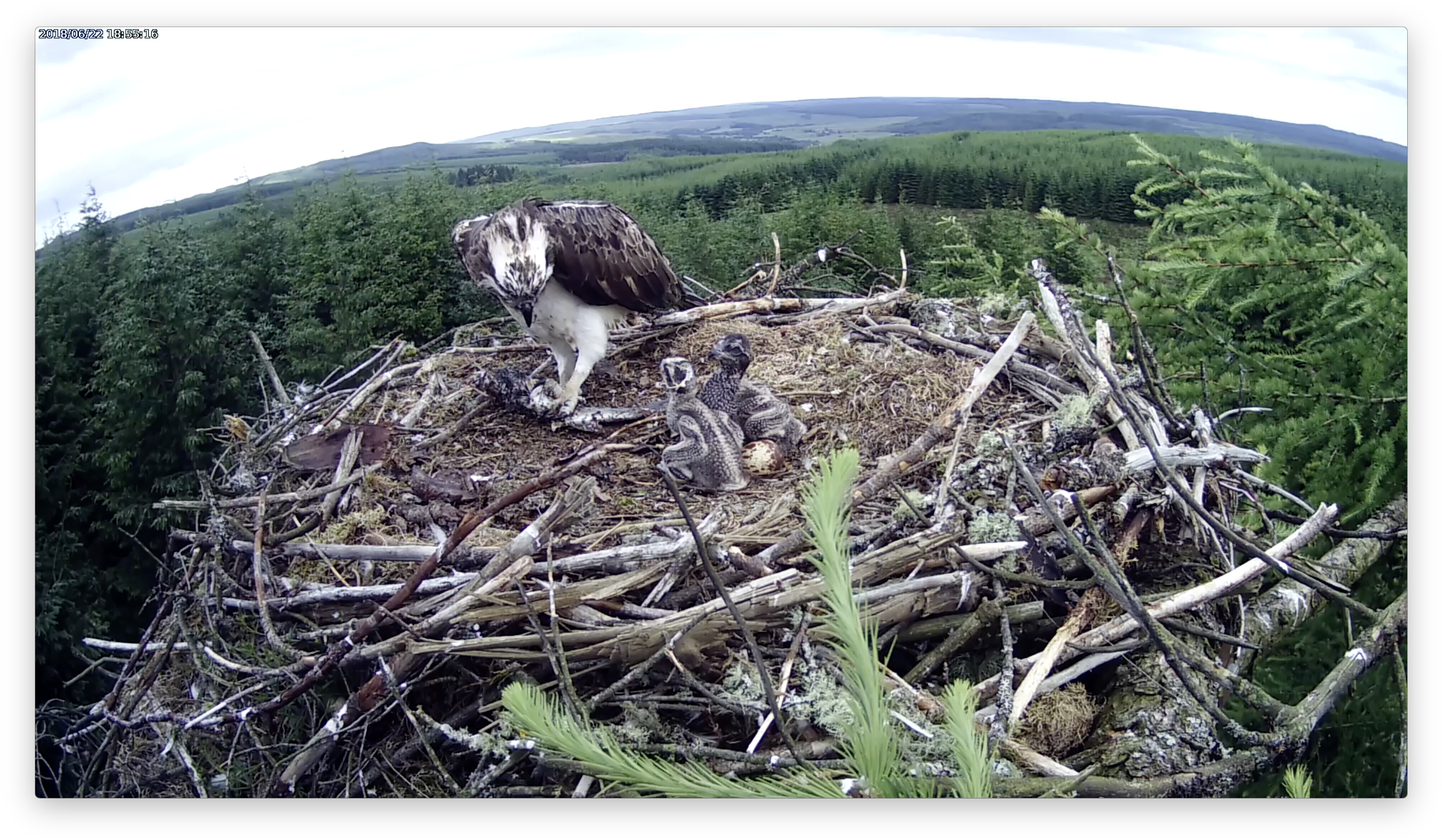 Chick 1 Has Left A Mark On Chick 2 Forestry Commission - Osprey (3008x1764), Png Download