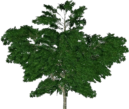 Árboles 3d - Plátano Común - London Plane (750x527), Png Download